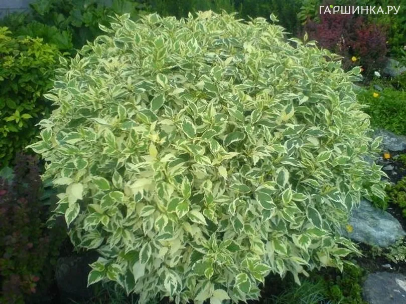 Дерен Элегантиссима