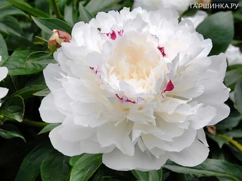 Пион Фестива Максима