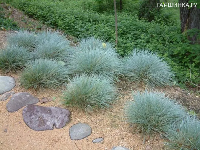 Овсяница Элайджа Блю