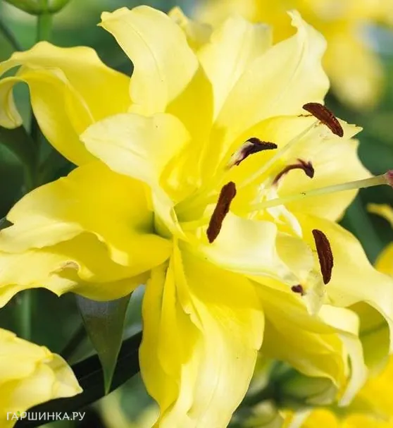 Лилия Фифти-Фифти ОТ-гибрид/2шт