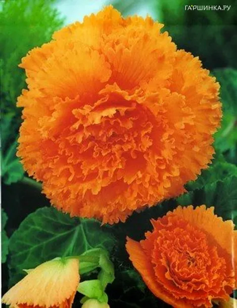 Бегония бахромчатая Фимбриата Оранж 2шт