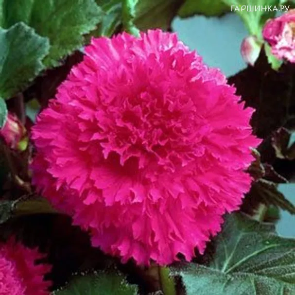 Бегония бахромчатая Фимбриата Пинк 1 шт