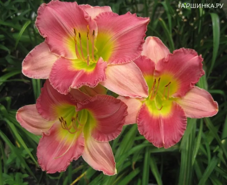 Лилейник Файнал Тач