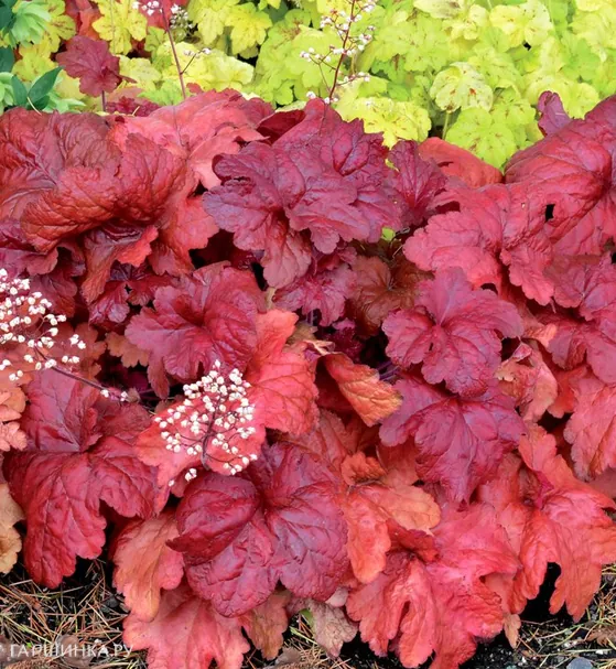 Гейхера Фаер Чиф