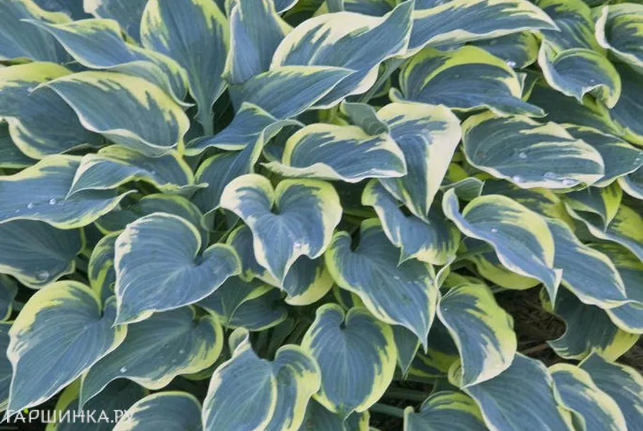 Хоста Фест Фрост (SM)