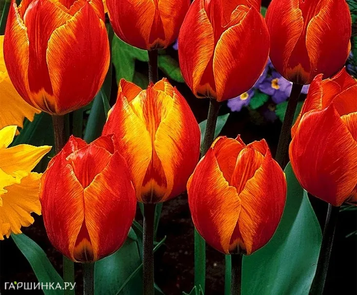 Тюльпан Флайр простой ранний 5шт