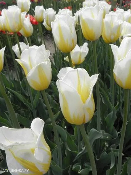 Тюльпан Фламинг Кокет 5шт