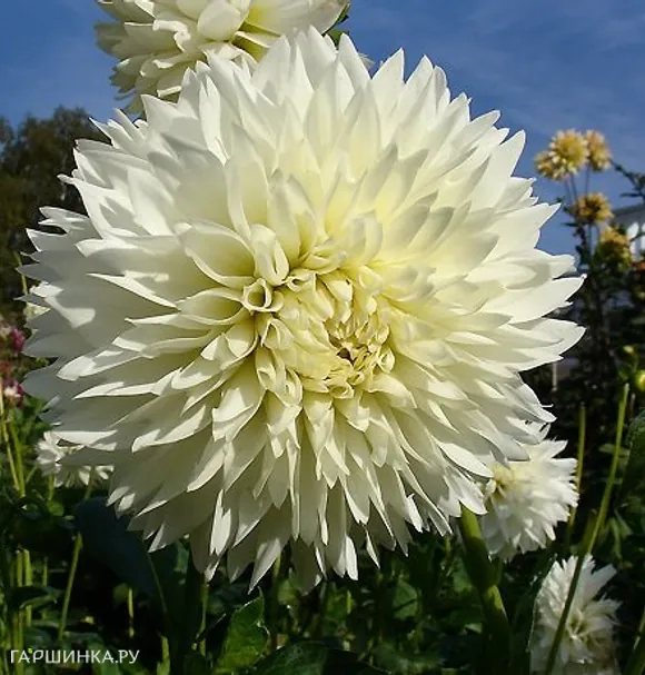 Георгина Флеурел (МАКСИ) декоративная