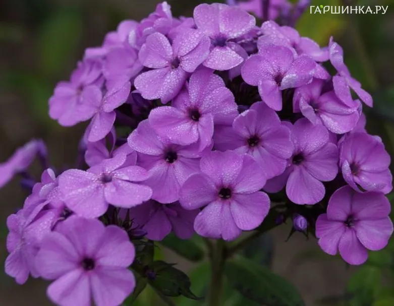 Флокс метельчатый Кул Бест