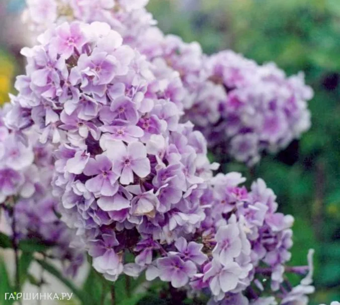 Флокс Лаванделвольке метельчатый