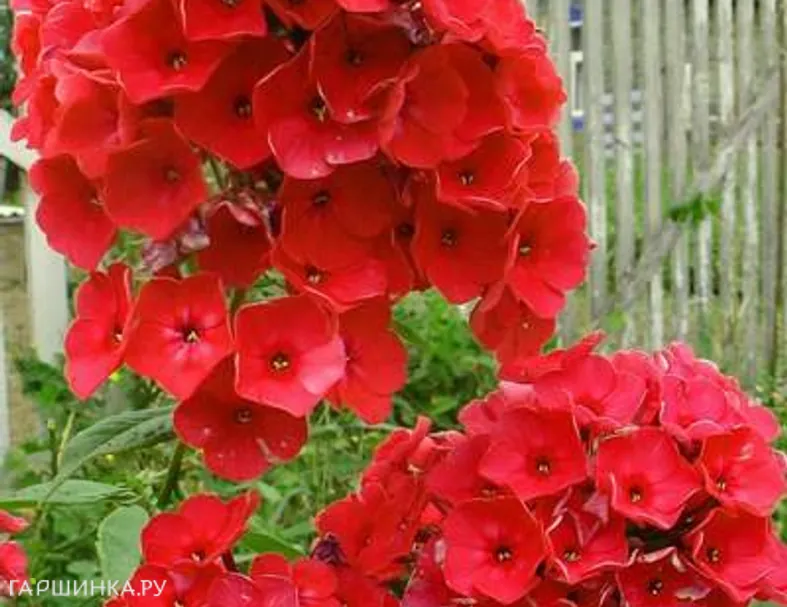 Флокс метельчатый Red