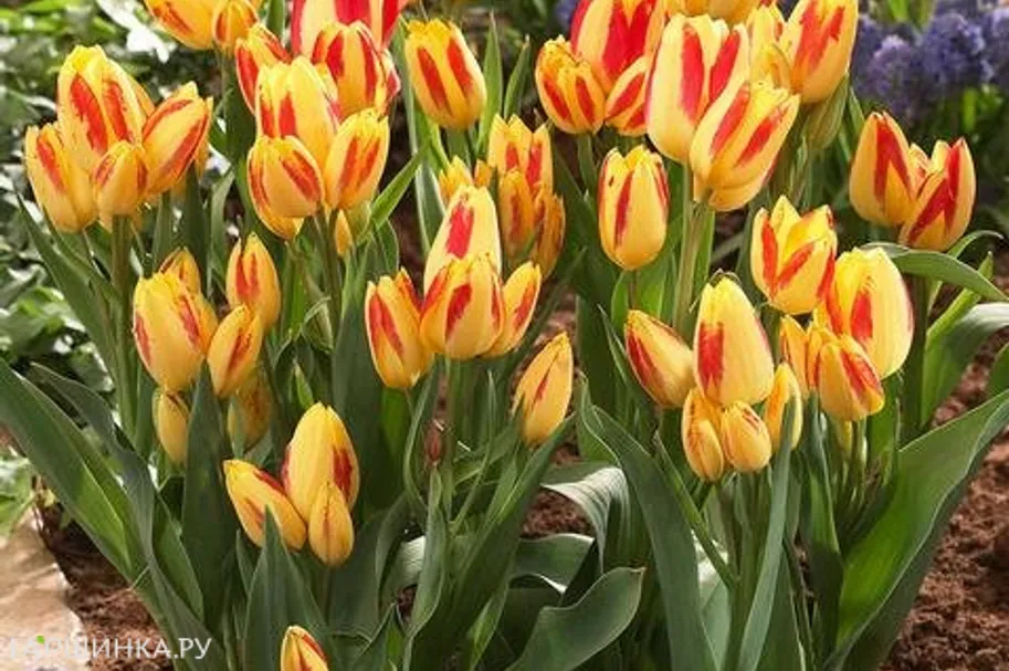 Тюльпан Флоретте многоцветковый 5шт.