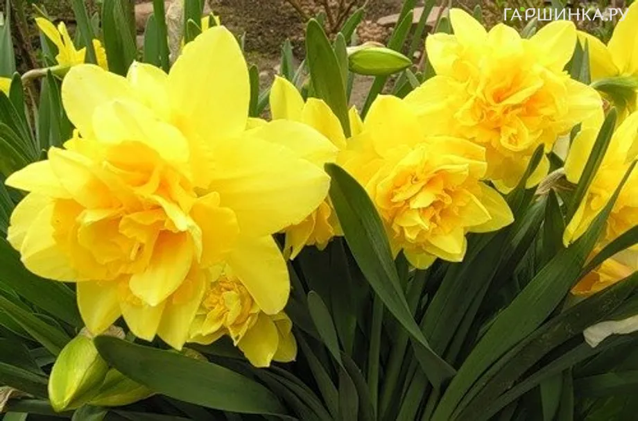 Нарцисс Флаер махровый 5шт.