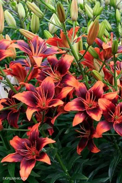 Лилия Форевер Сюзан азиатская