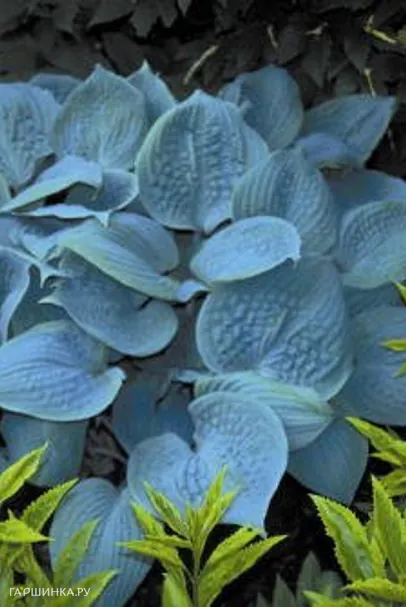 Хоста Фрагрант Блу (SM)