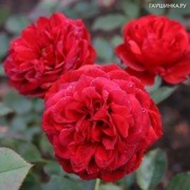 Роза Рабелс флорибунда, Топалович (лиц)