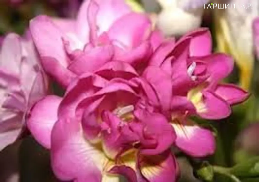 Фрезия махровая  Pink 10шт