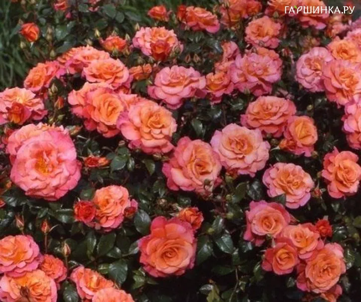Роза Фрайзингер Моргенрете кустарниковая Imperial Rose