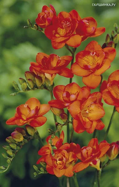 Фрезия махровая  Orange 10шт
