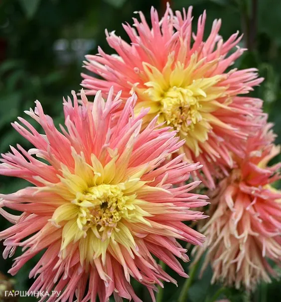 Георгина Фринджет Стар бахромчатая