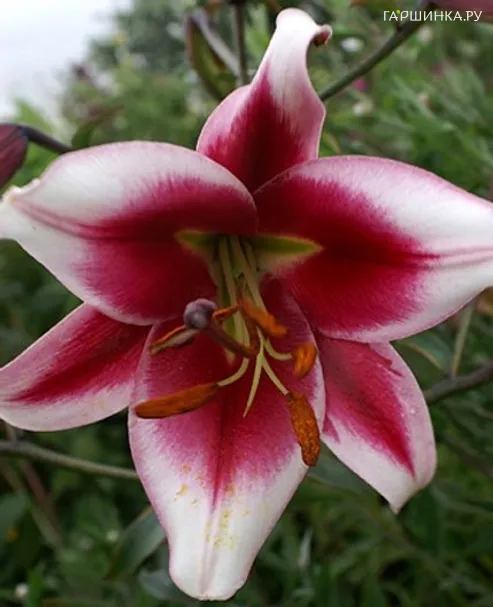 Лилия Фризо ОТ-гибрид