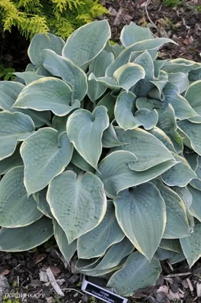 Хоста Фростед Димплес (M)