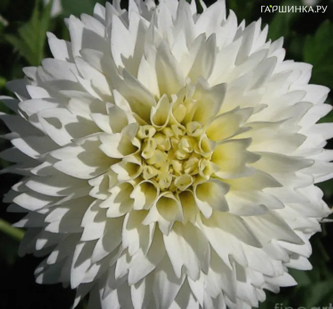 Георгина Майами Фубуки декоративная