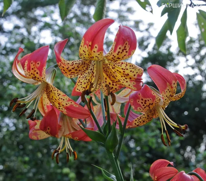 Лилия Фьюжн 1шт