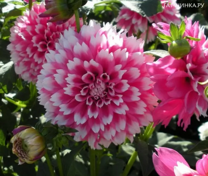 Георгина Фуззи Вуззи декоративная