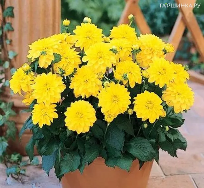 Георгина Геллери Сезан бордюрная