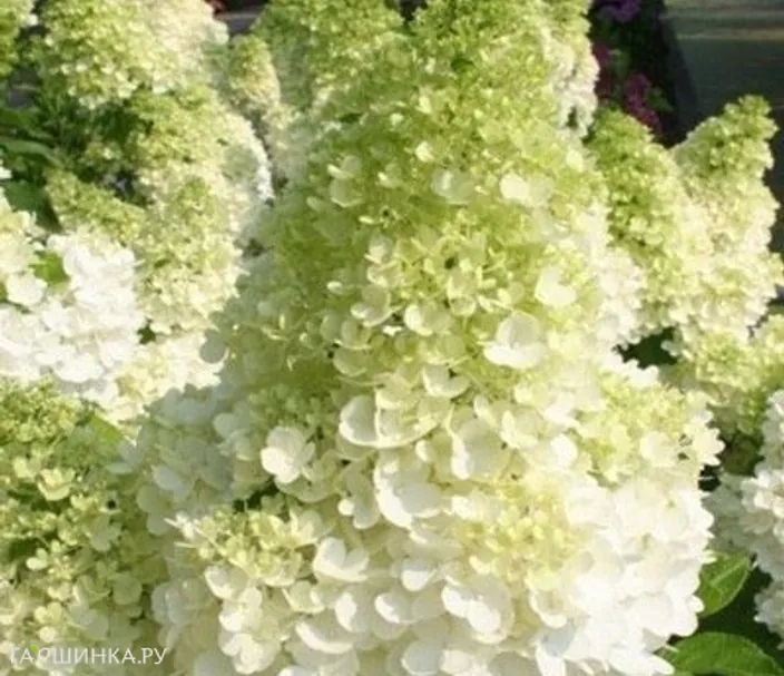 Гортензия Канделайт метельчатая