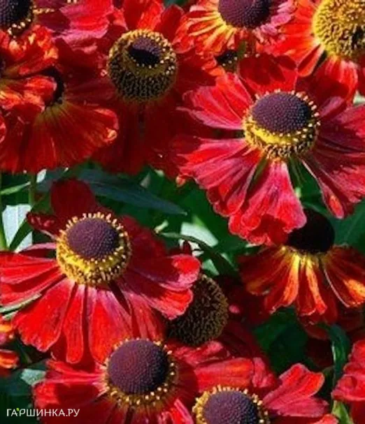 Гелениум Рубинцверг