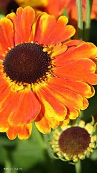 Гелениум Сахинс Эрли Фловерер