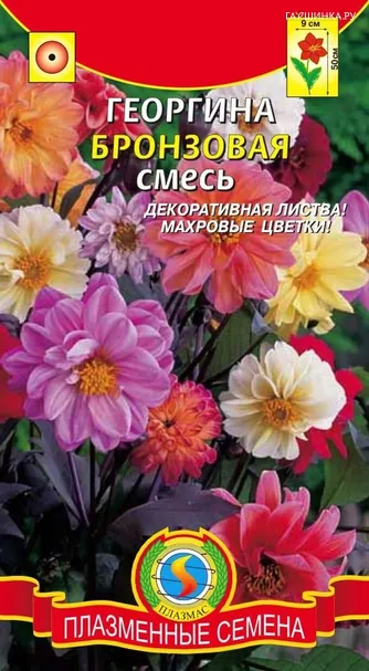 Георгина Бронзовая смесь