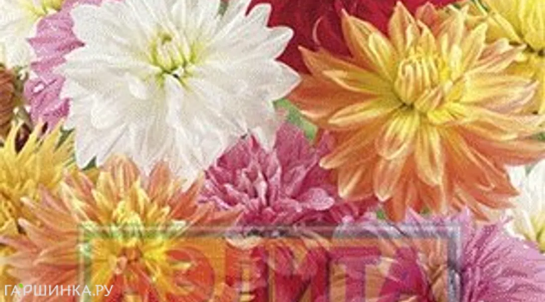Георгина Декоративные гиганты, смесь окрасок, ц/п