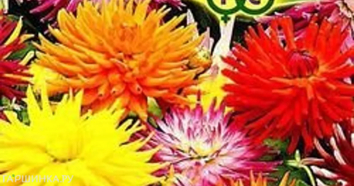 Георгина Кактусовидная, смесь 0,2 г