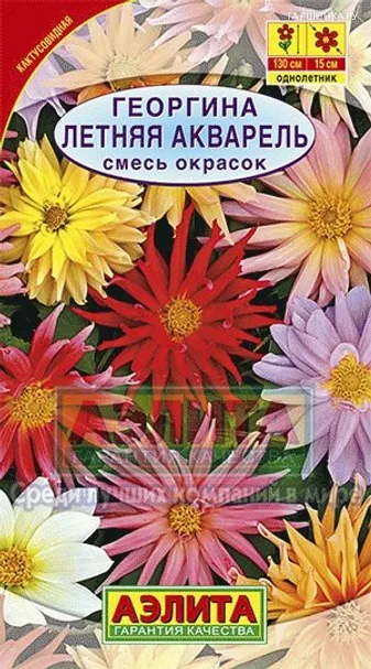 Георгина Летняя акварель, смесь окрасок