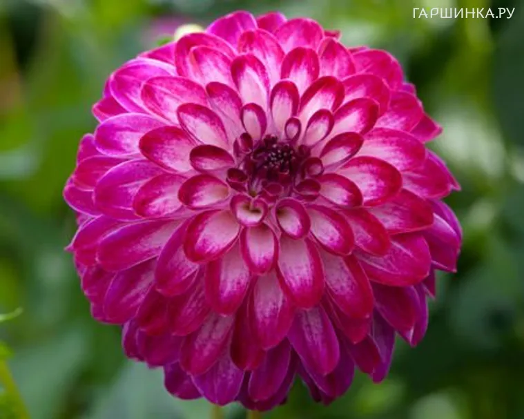 Георгина Литл Роберт помпонная