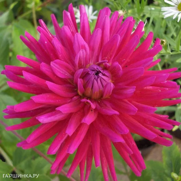 Георгина Орфео кактусовидная