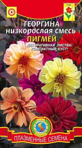 Георгина Пигмей, низкорослая смесь