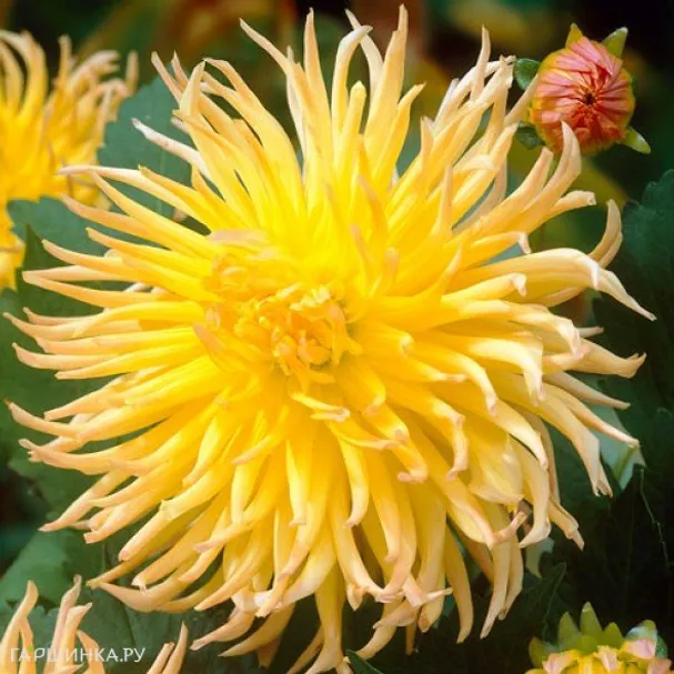 Георгина Стар Спектакль бахромчатая