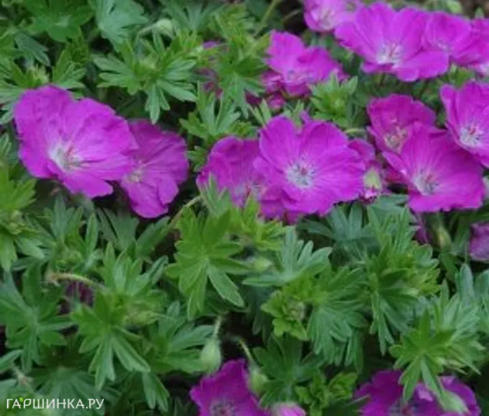 Герань садовая Макс Фрай
