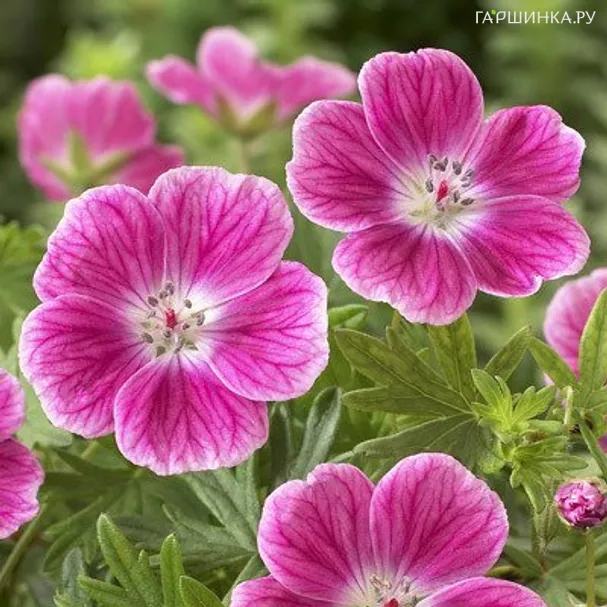 Герань кроваво-красная Элке