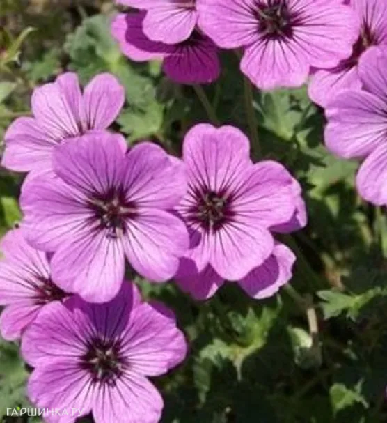 Герань садовая Сатин