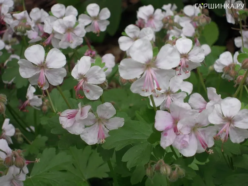Герань Биоково кембриджская