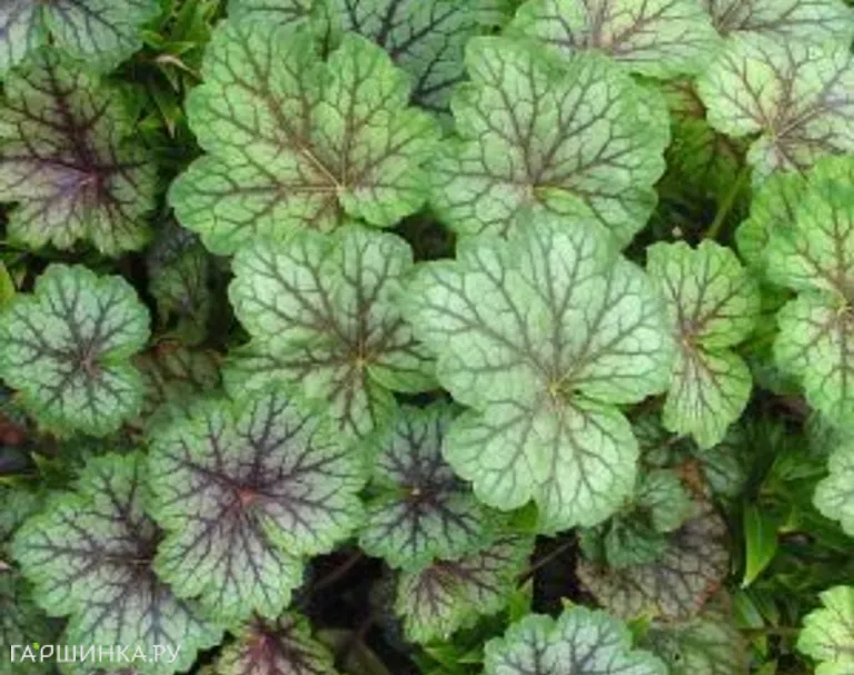 Гейхера Далс Страйн