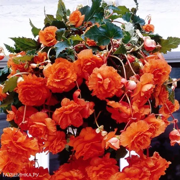 Бегония Пендула Оранж 2шт.