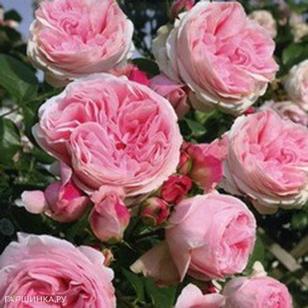 Роза Джардина плетистая, Тантау (лиц)