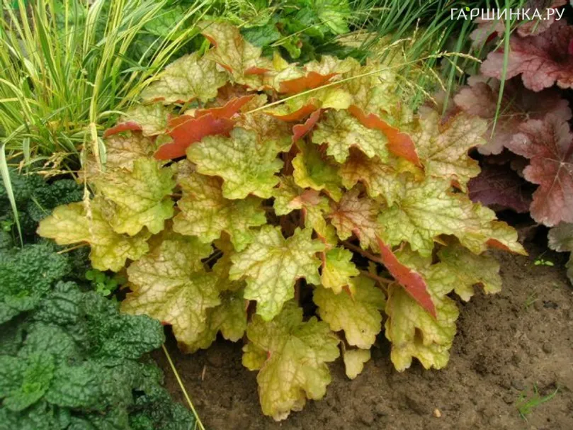 Гейхера Джинжер Эль