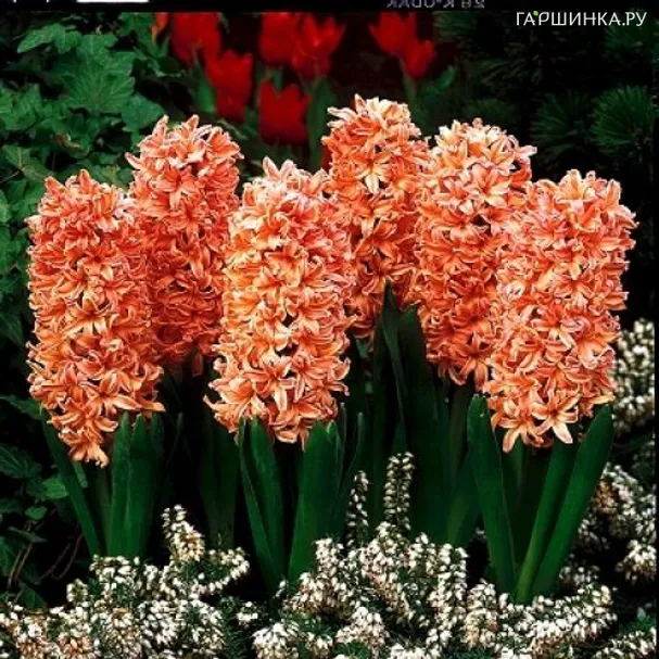 Гиацинт Джипси Кyин 3 шт